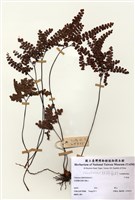藏品(千年桐(扇葉鐵線蕨))的圖片
